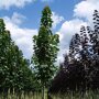 Acer platanoides 'Columnare'